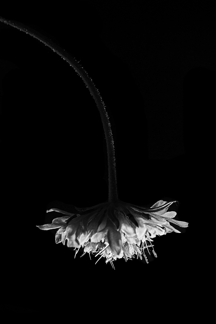 Natural lamps