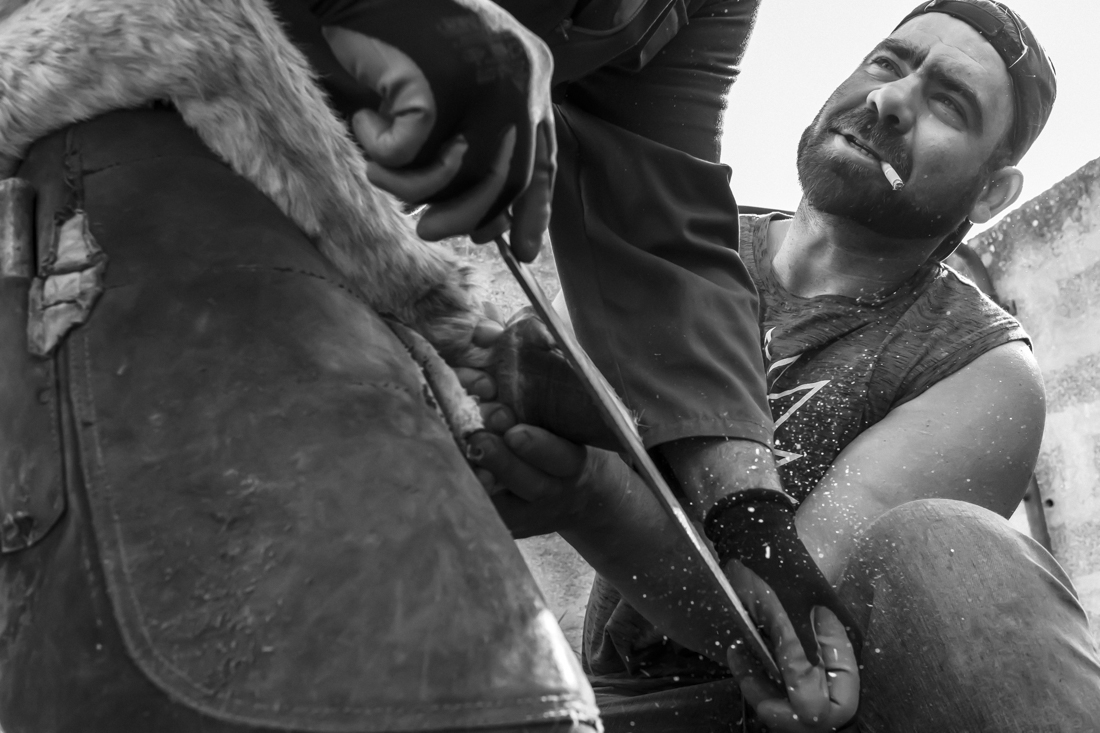 Donkey Hoof Cleaning