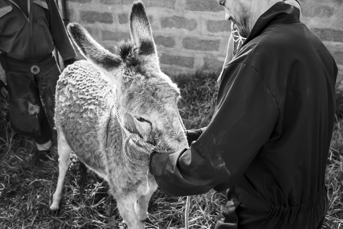 Donkey Hoof Cleaning