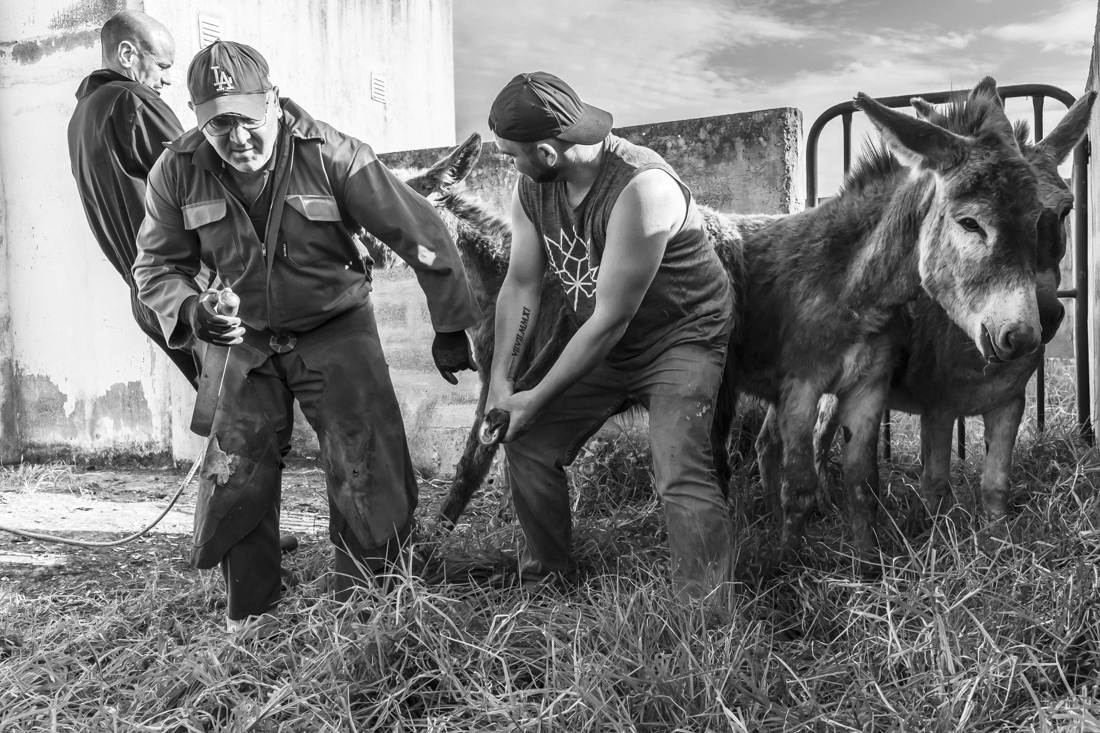 Donkey Hoof Cleaning