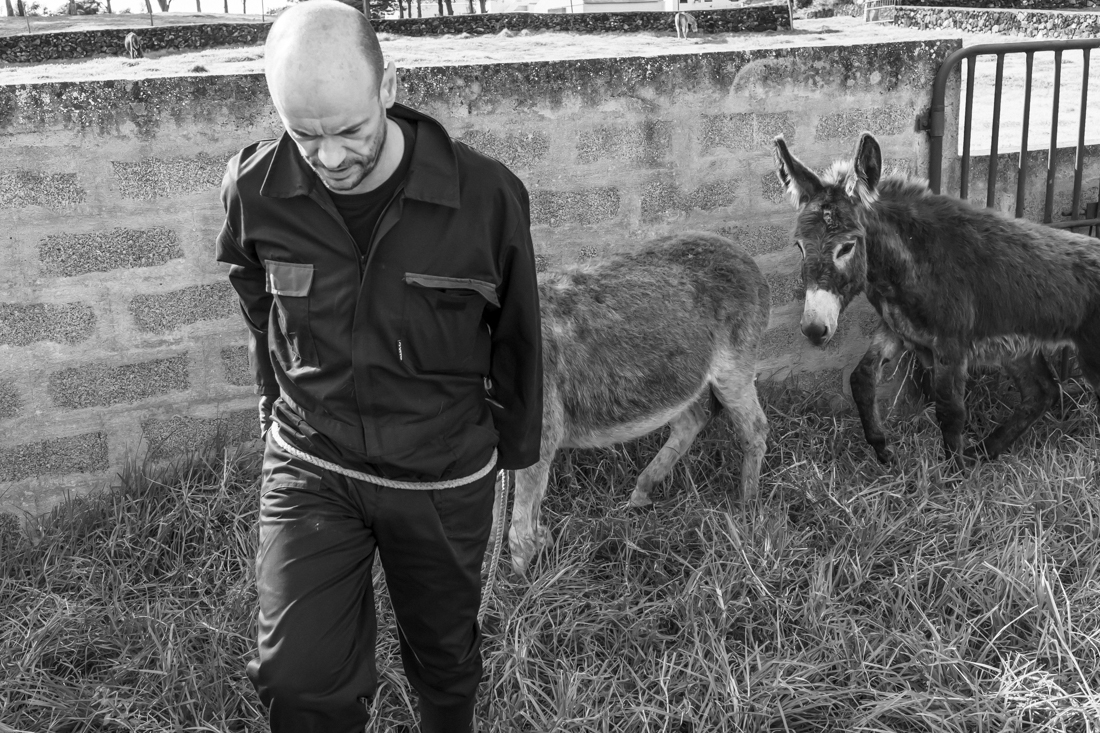 Donkey Hoof Cleaning