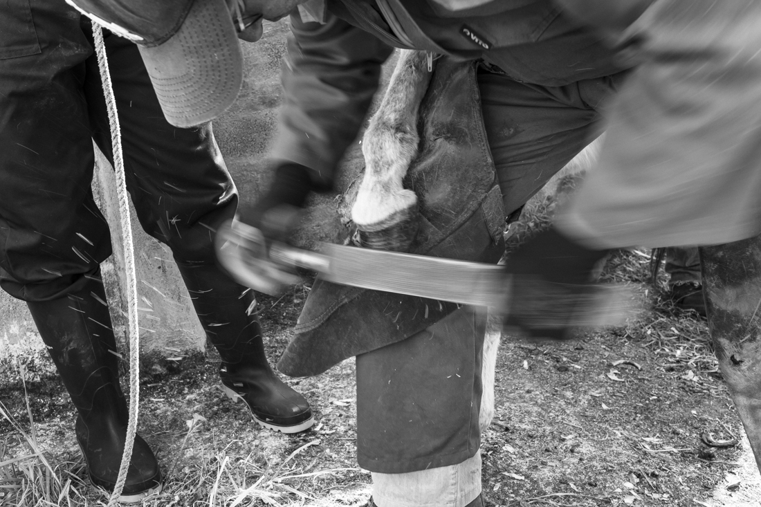 Donkey Hoof Cleaning