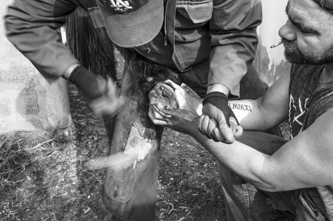 Donkey Hoof Cleaning