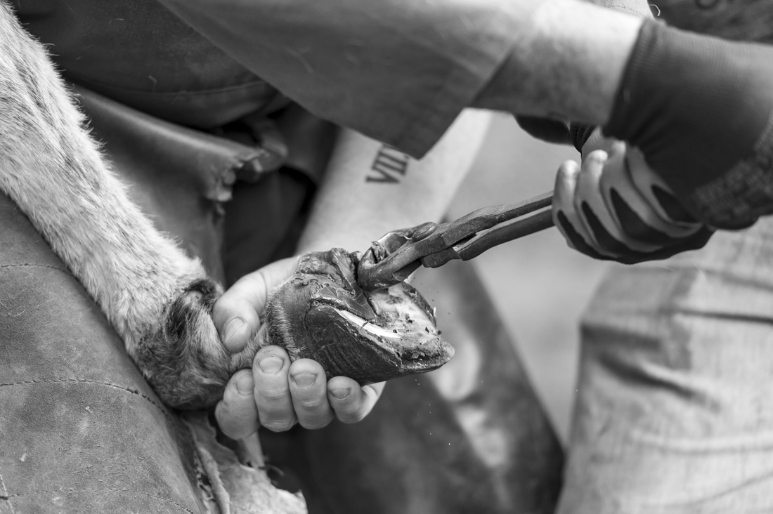 Donkey Hoof Cleaning