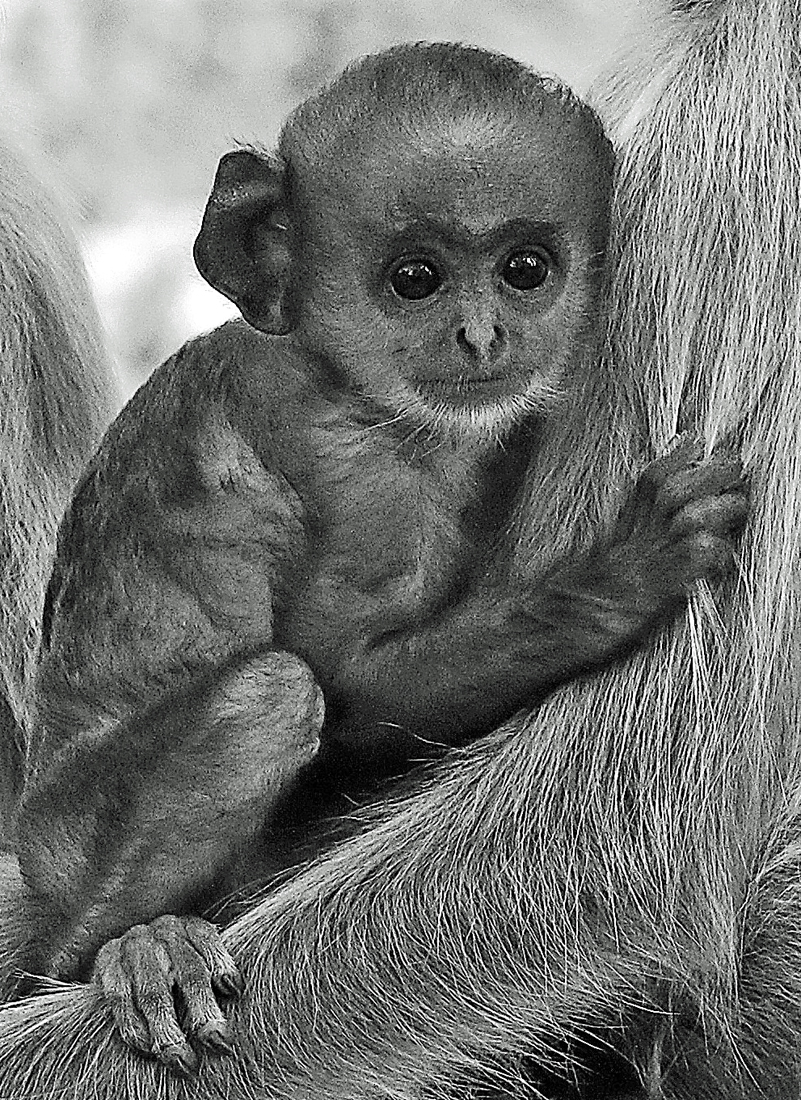 Langurs