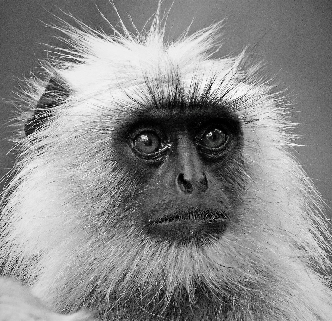 Langurs