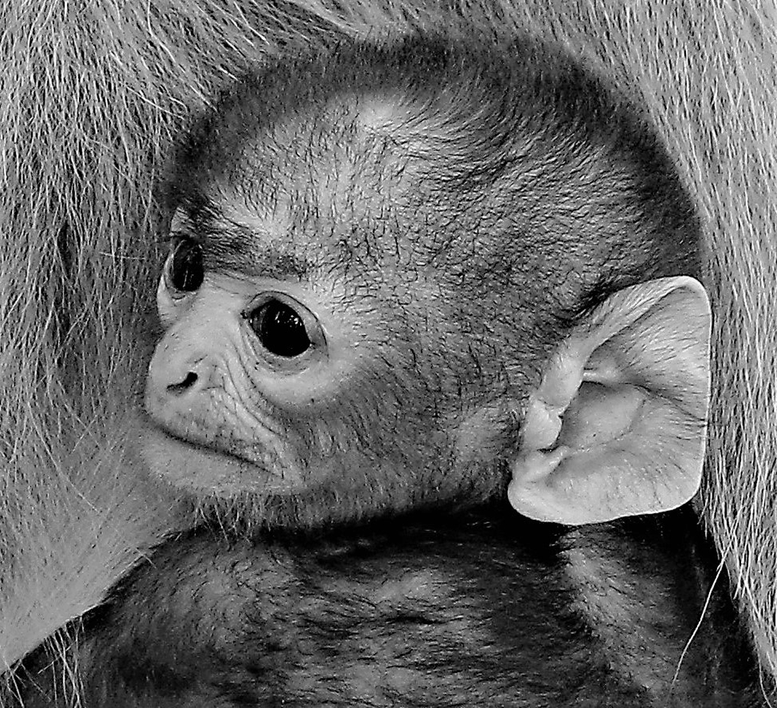 Langurs