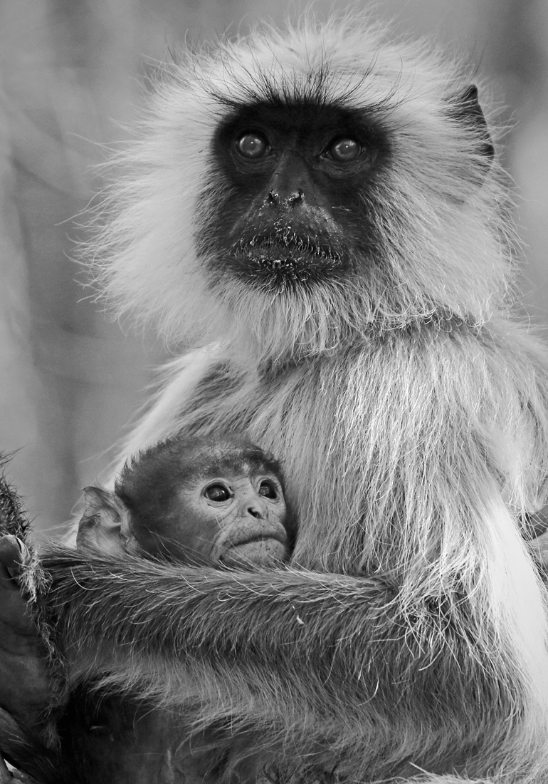 Langurs