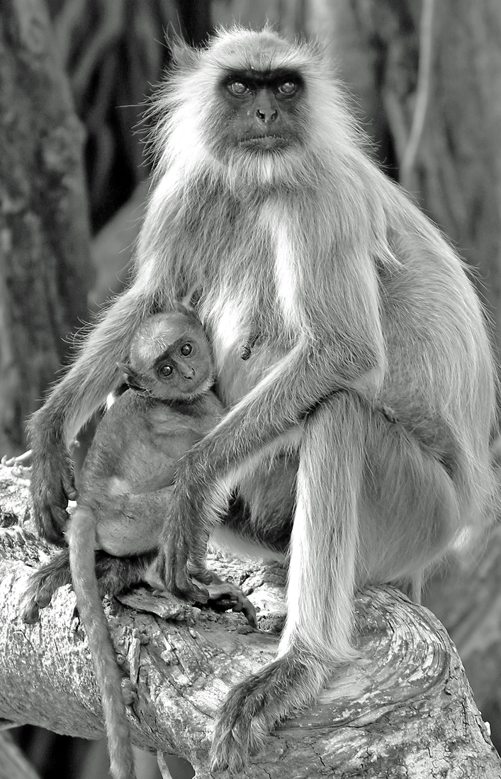 Langurs