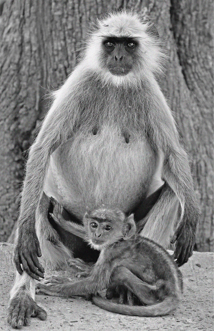 Langurs