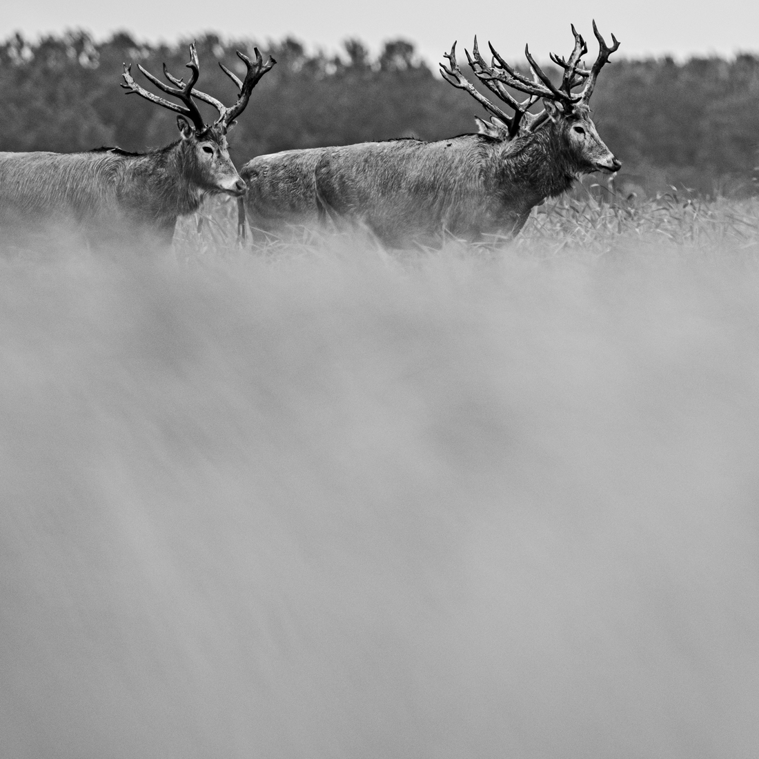 Hear the wind- Pere David's Deer of the Yangtze River