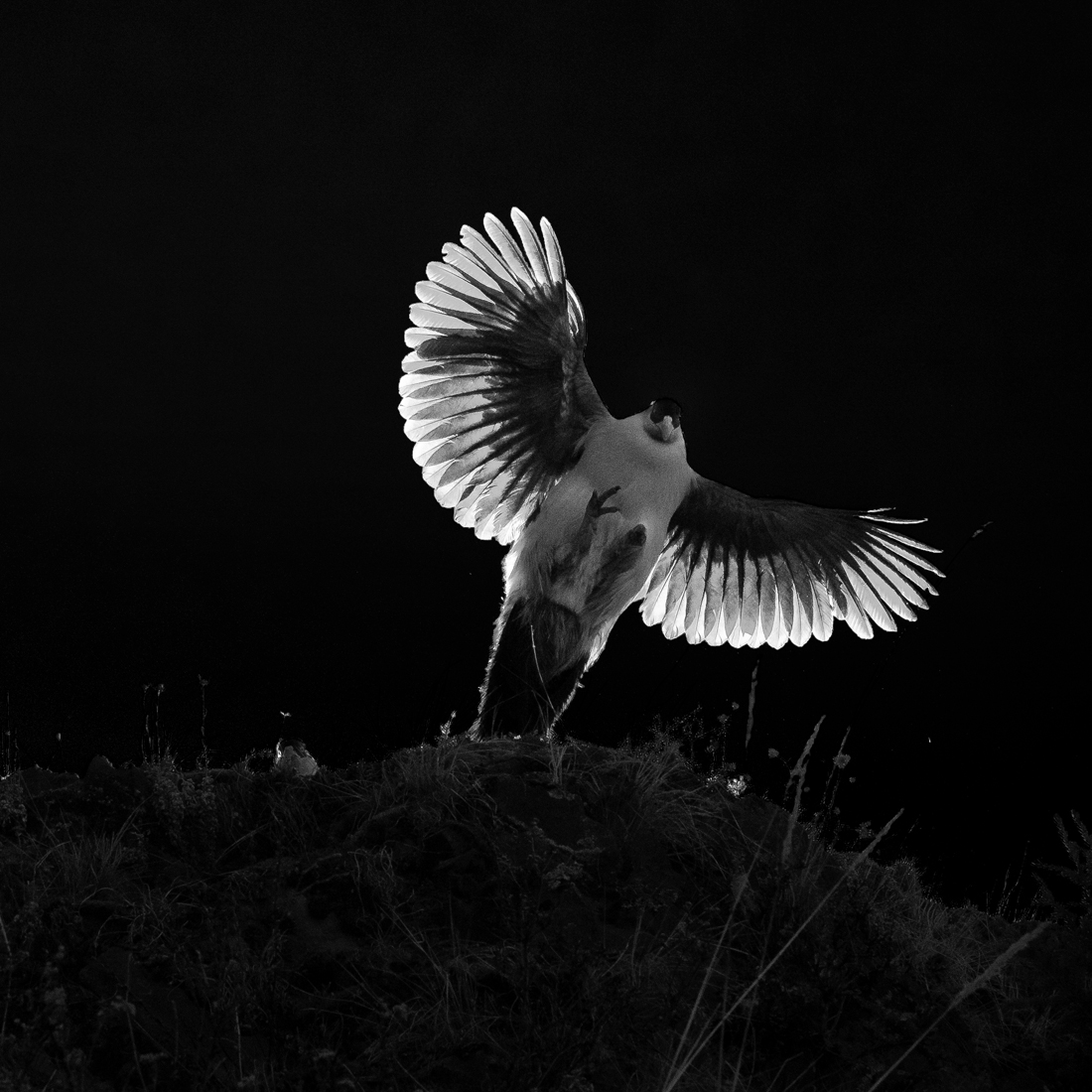 White Eared Pheasant against light