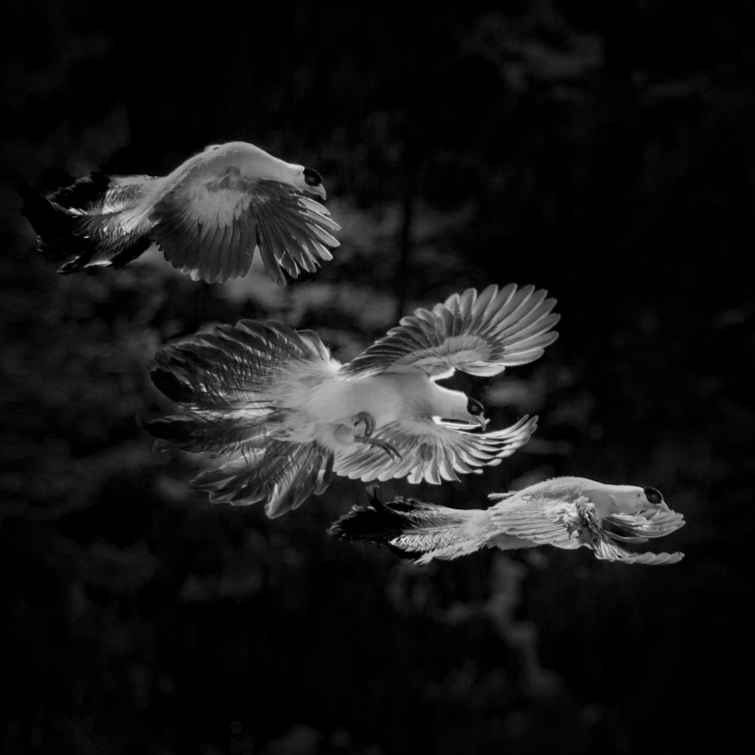 White Eared Pheasant against light