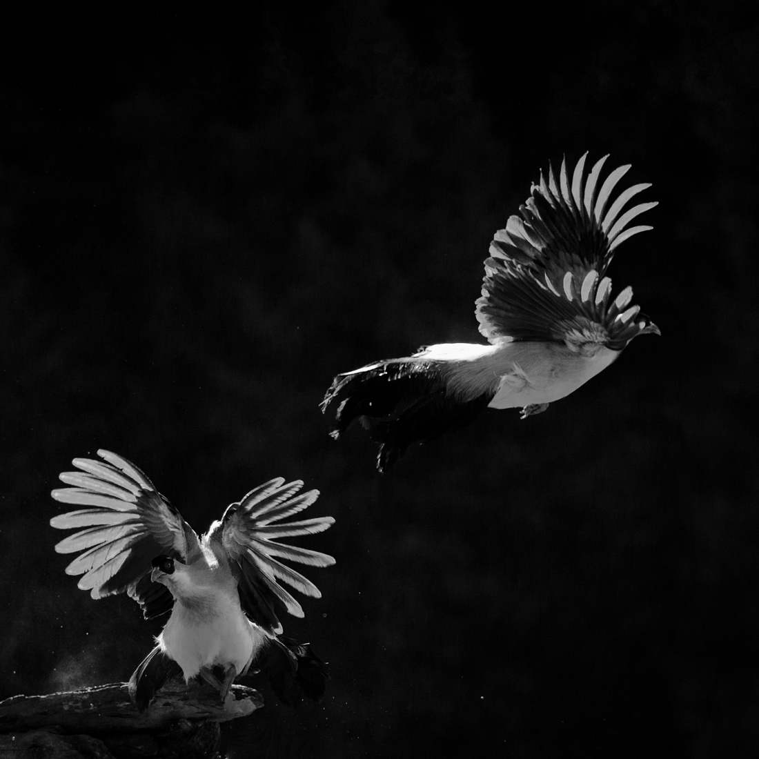 White Eared Pheasant against light