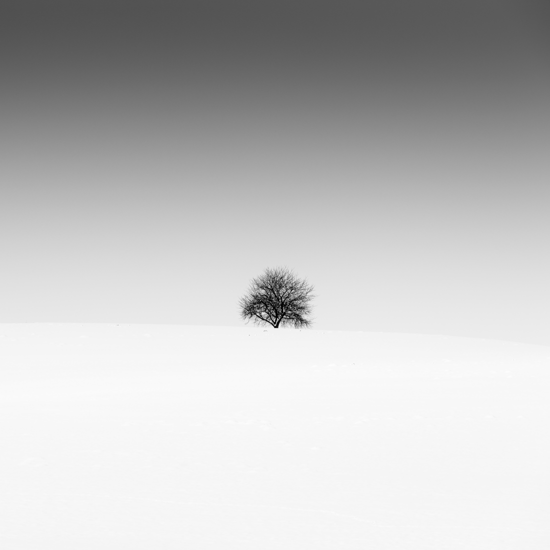 Single Tree