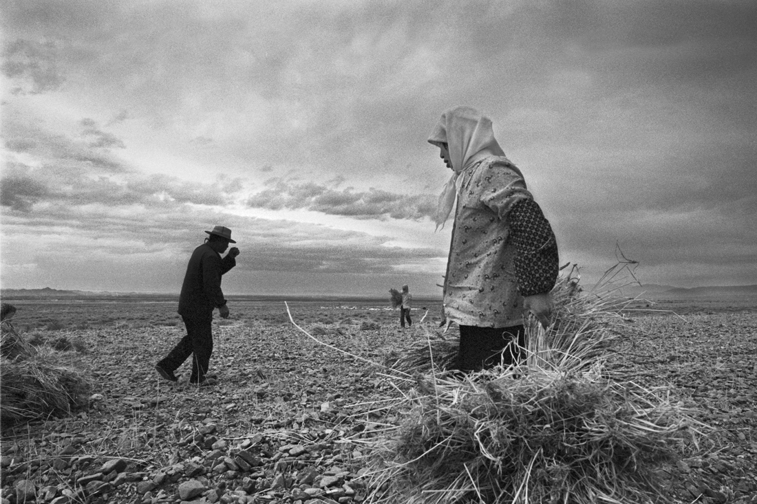 Wheat Harvest