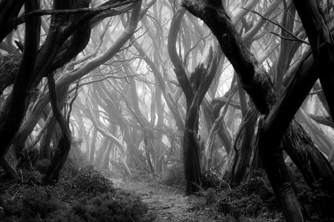 Pan's Labyrinth