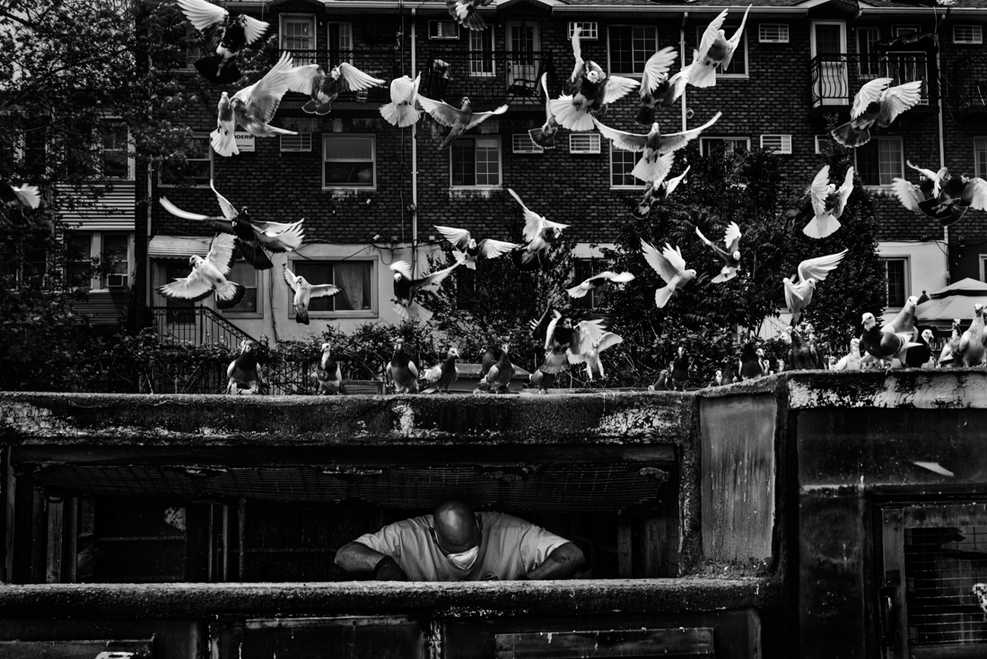The pigeons are getting braver