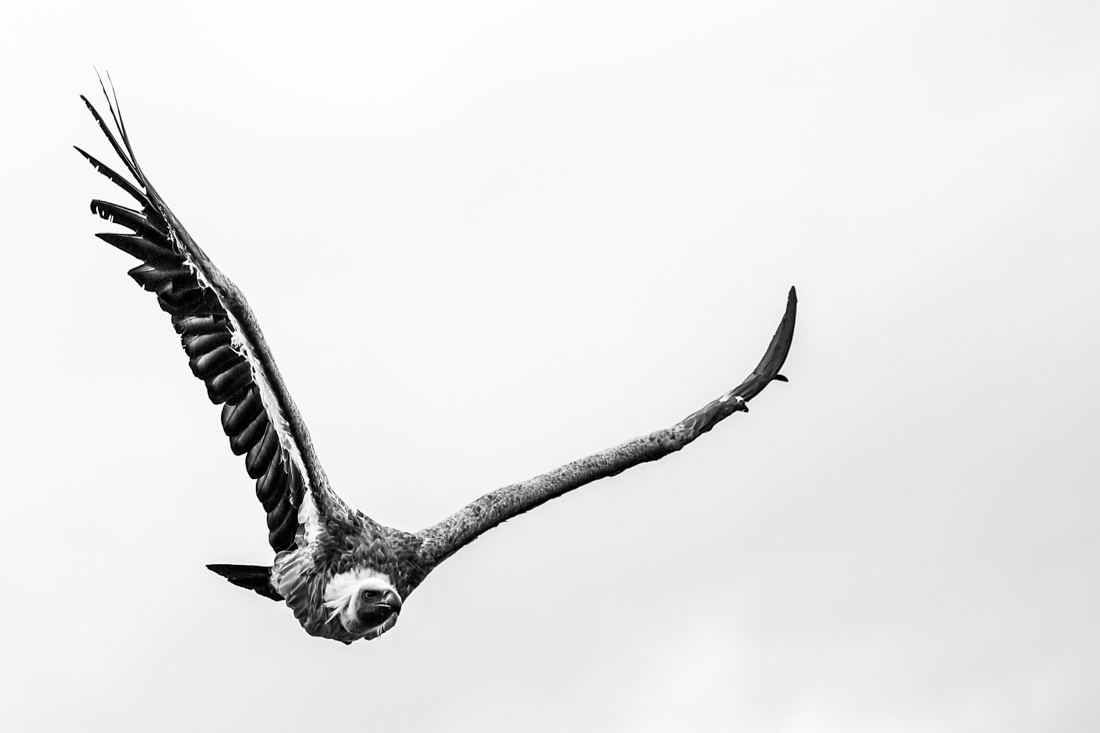 Looking for a prey
