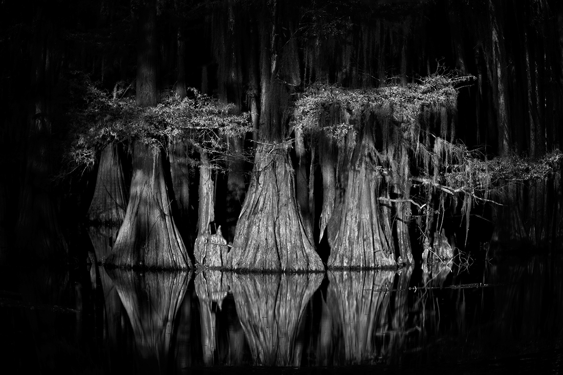 Caddo Lake Cypress