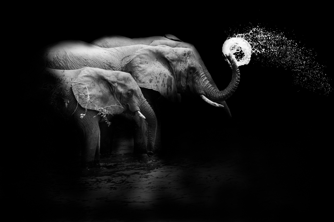 The fascinating behavior of elephants