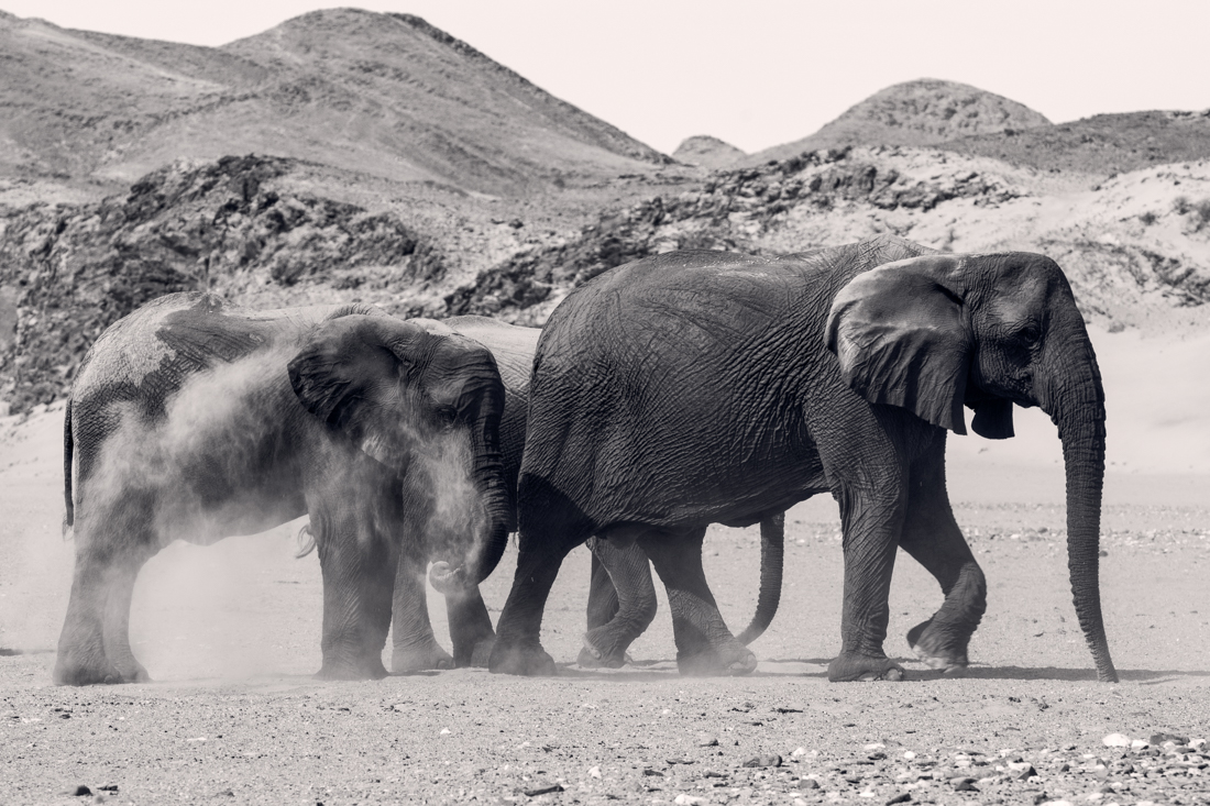 The fascinating behavior of elephants