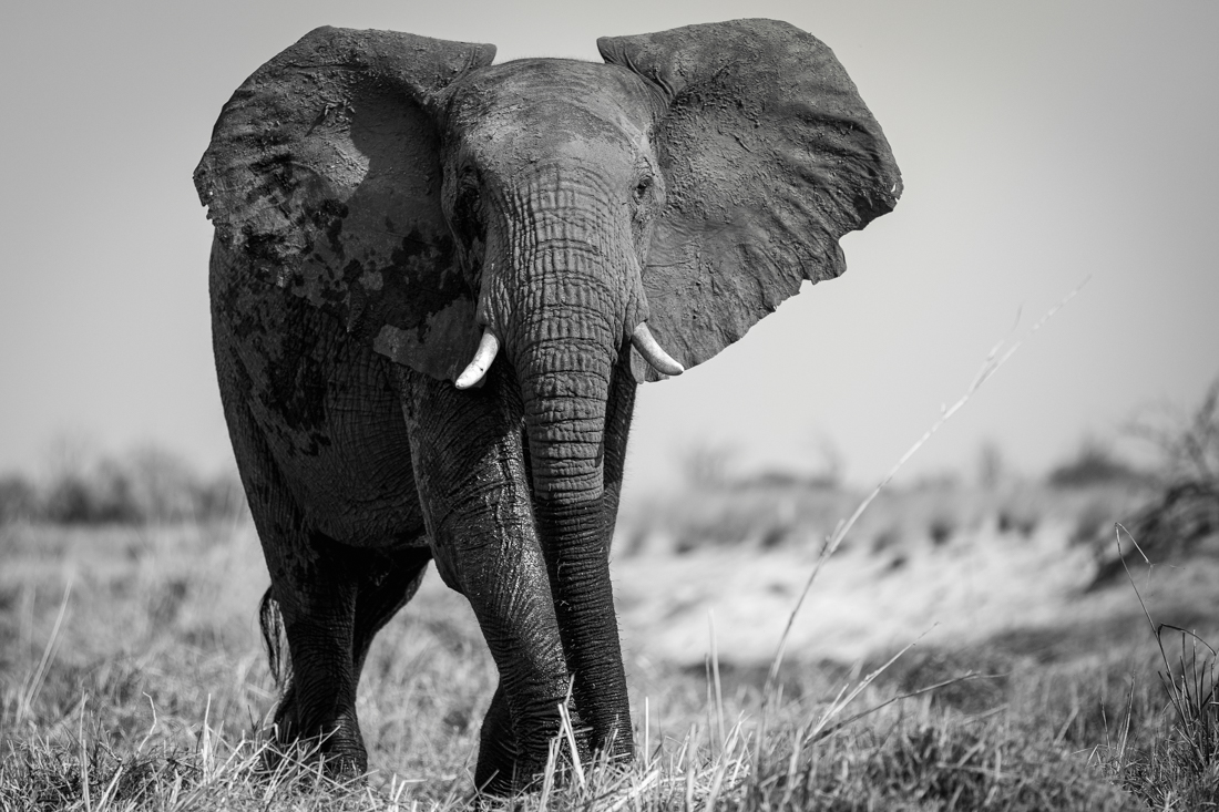 The fascinating behavior of elephants
