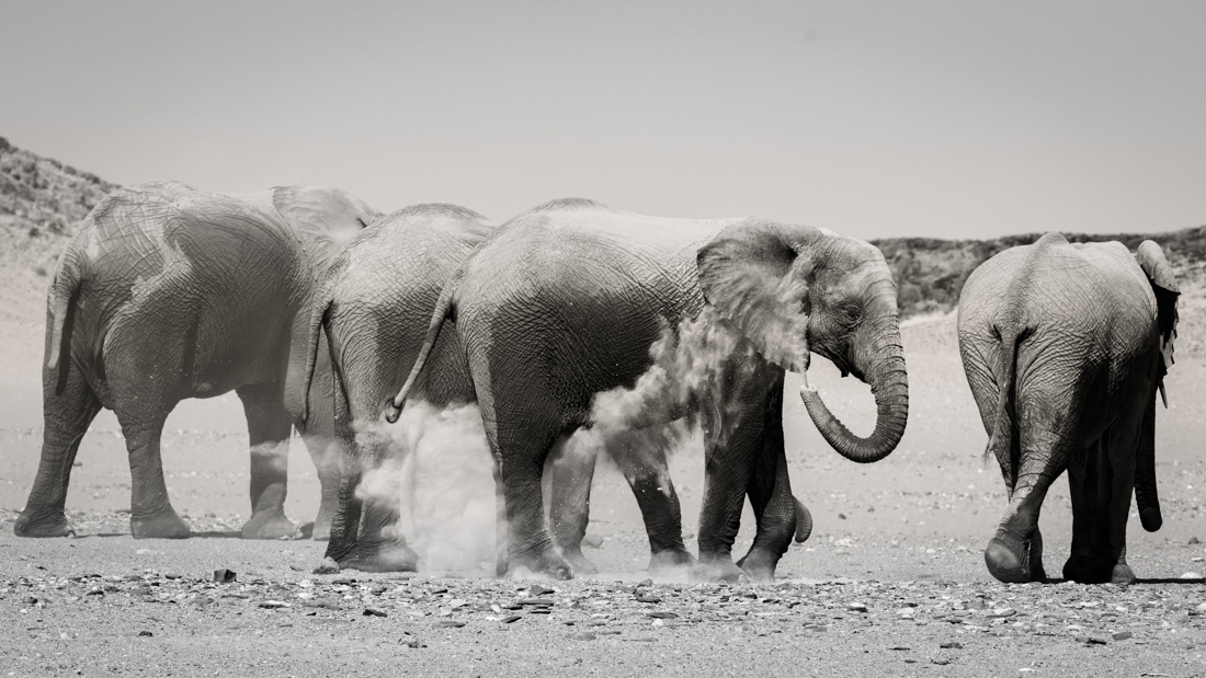 The fascinating behavior of elephants