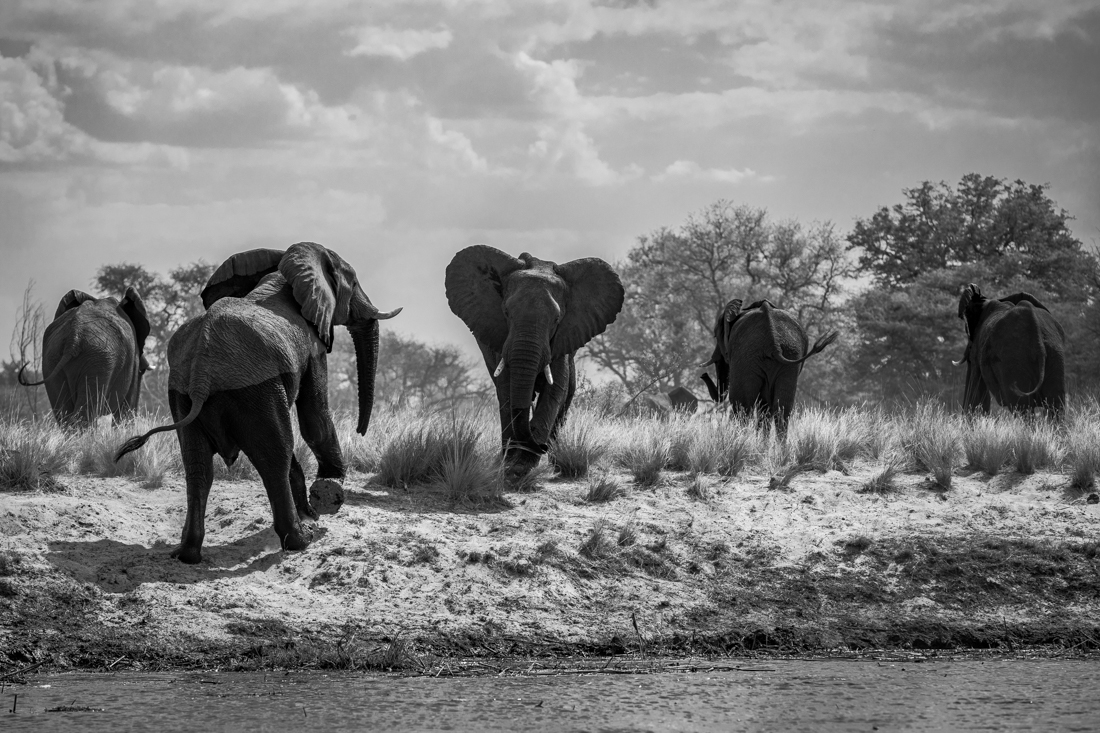 The fascinating behavior of elephants