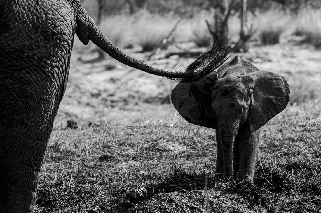 The fascinating behavior of elephants