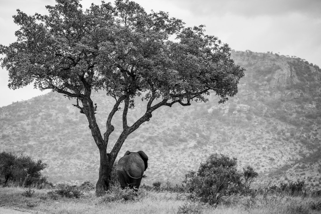 The fascinating behavior of elephants