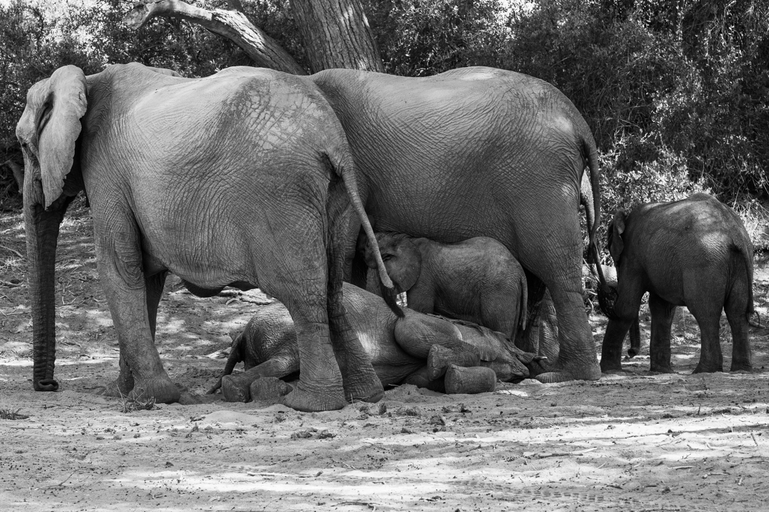 The fascinating behavior of elephants