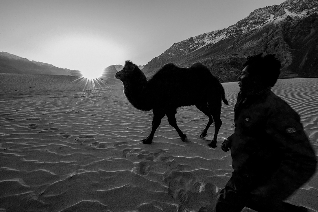 Bactrian camel of Nubra