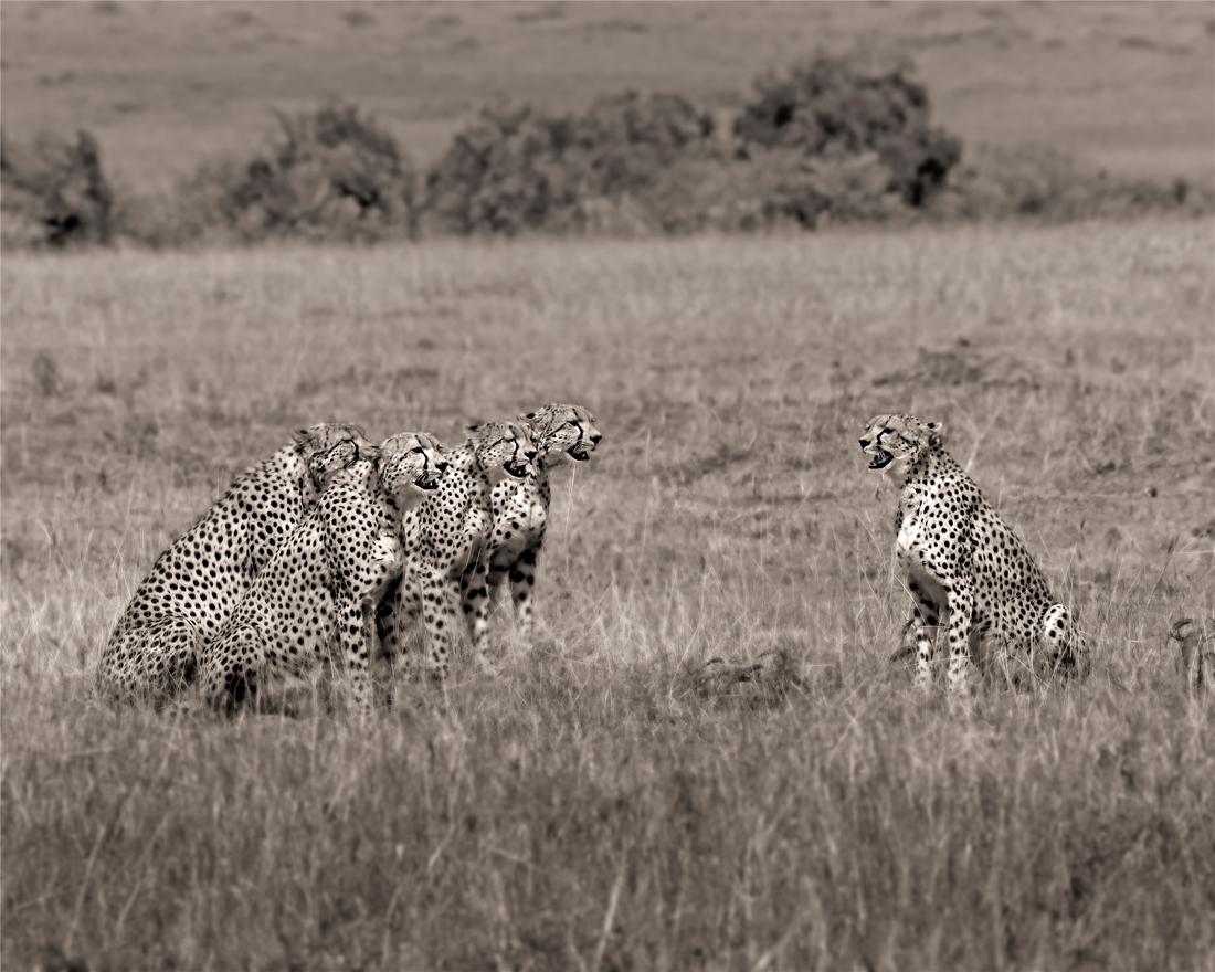 Fantastic Kenya