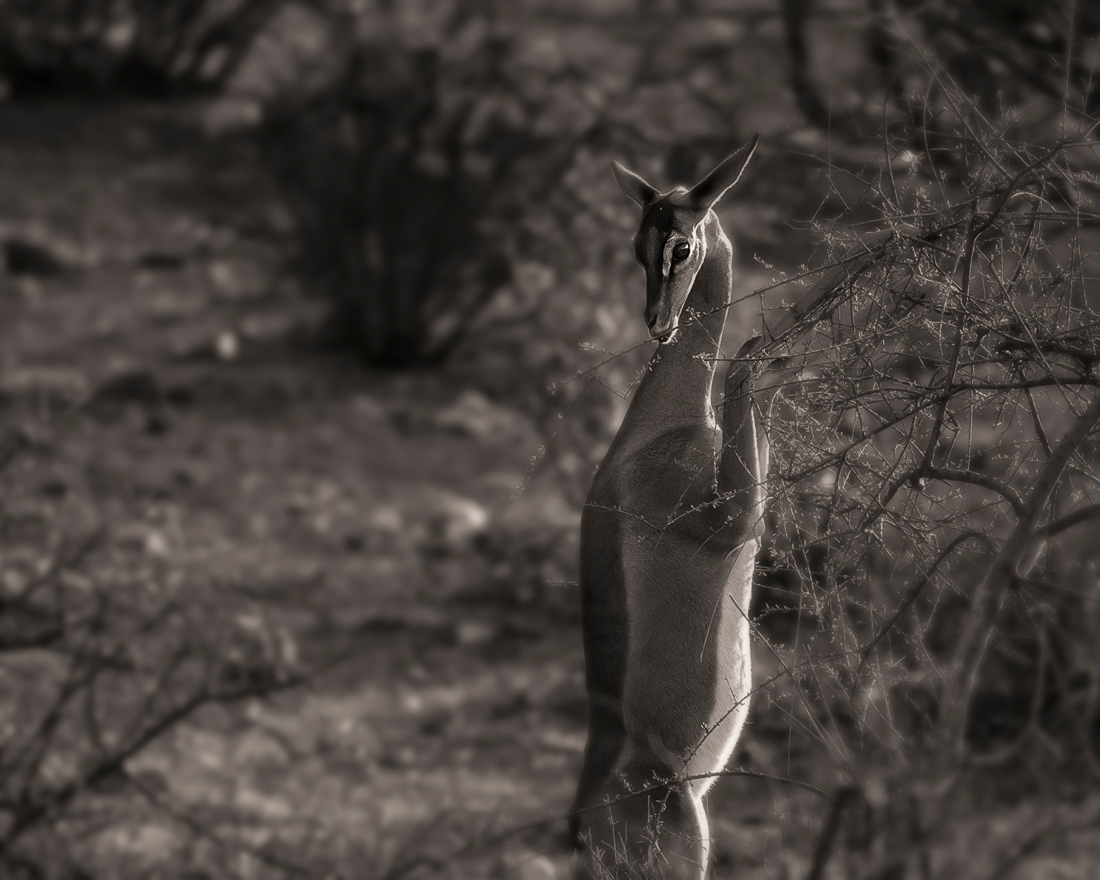 Fantastic Kenya