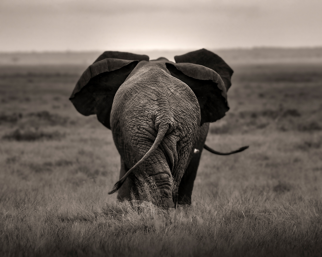 Fantastic Kenya