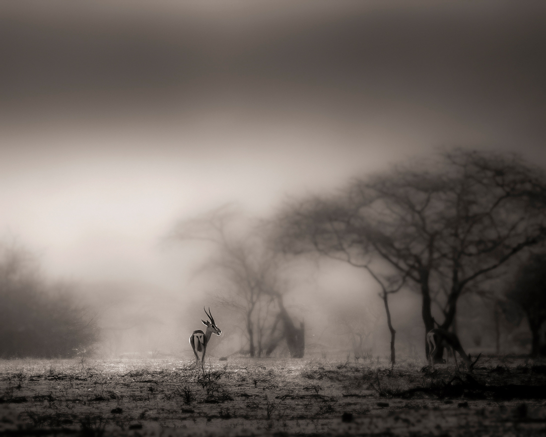 Fantastic Kenya
