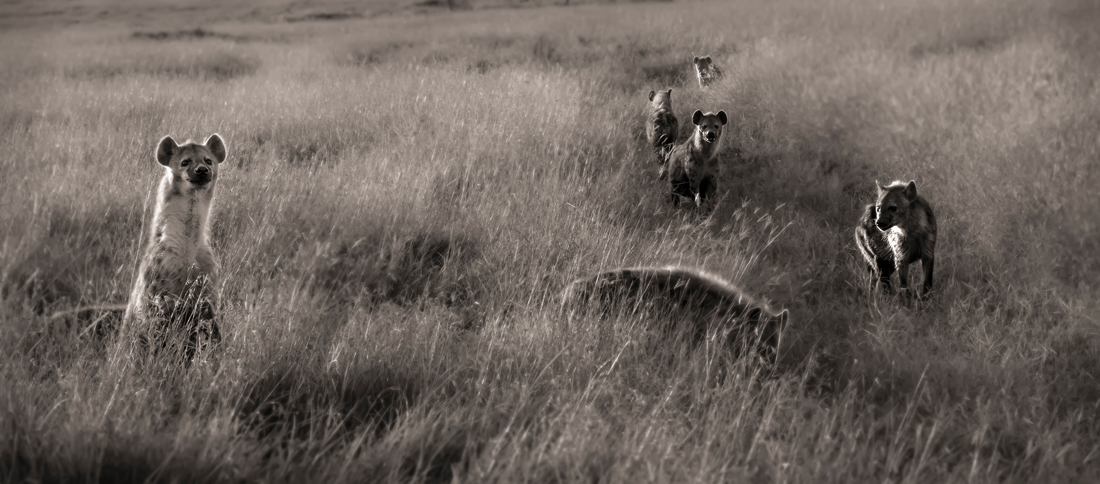 Fantastic Kenya