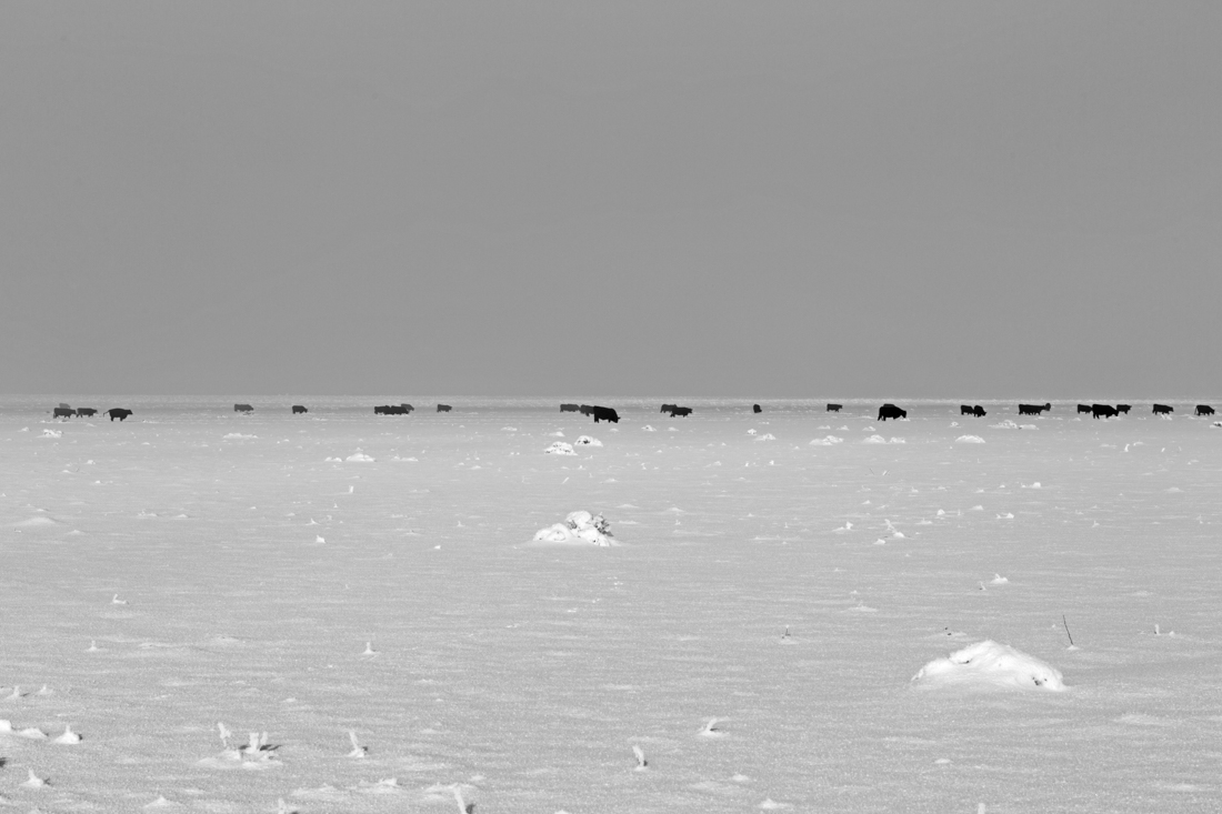 Cattle in Winter