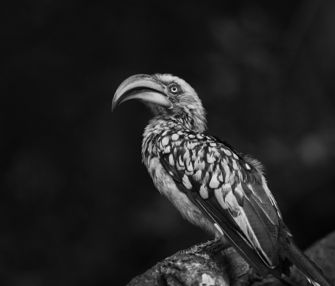 Hornibill in black