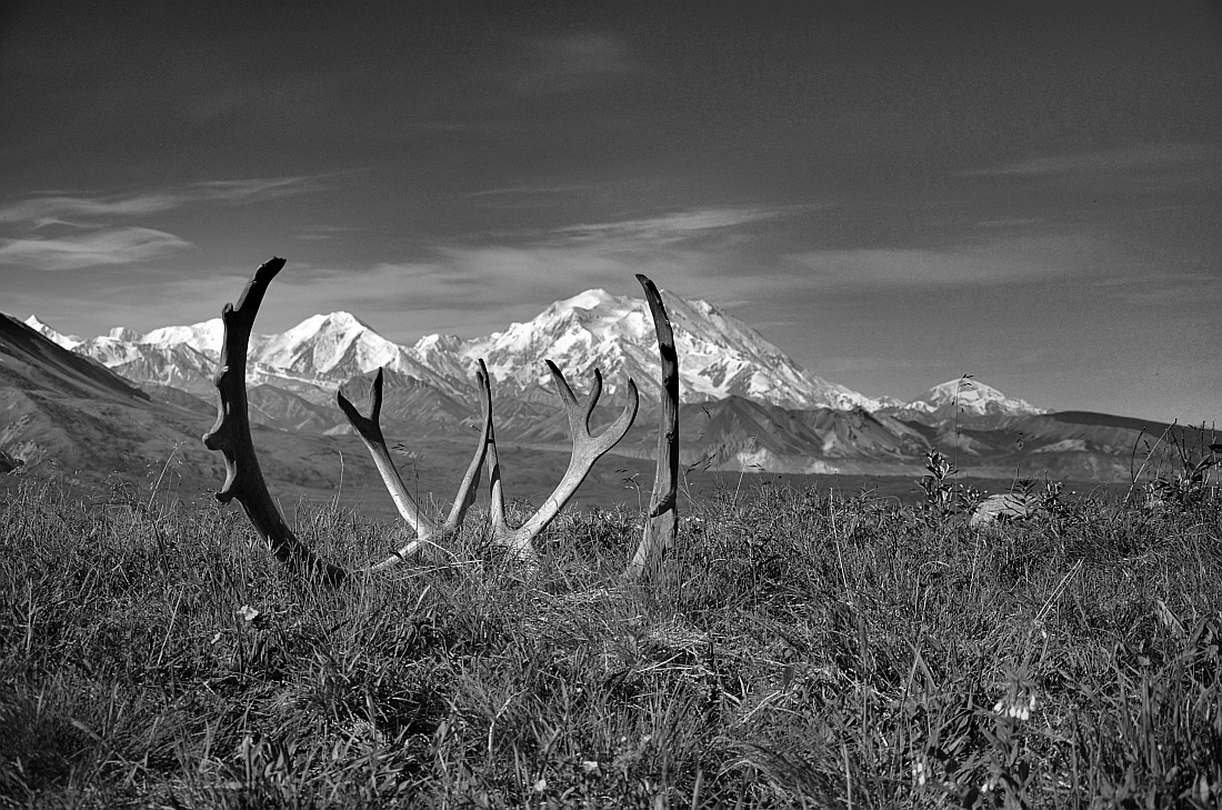 Denali