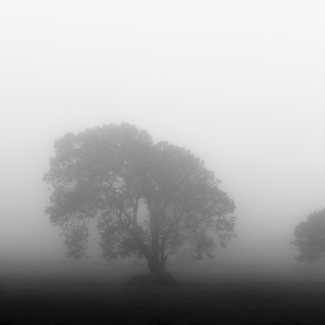 Wander