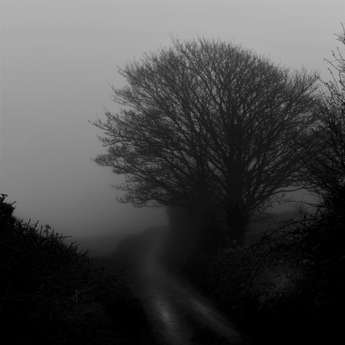 Wander