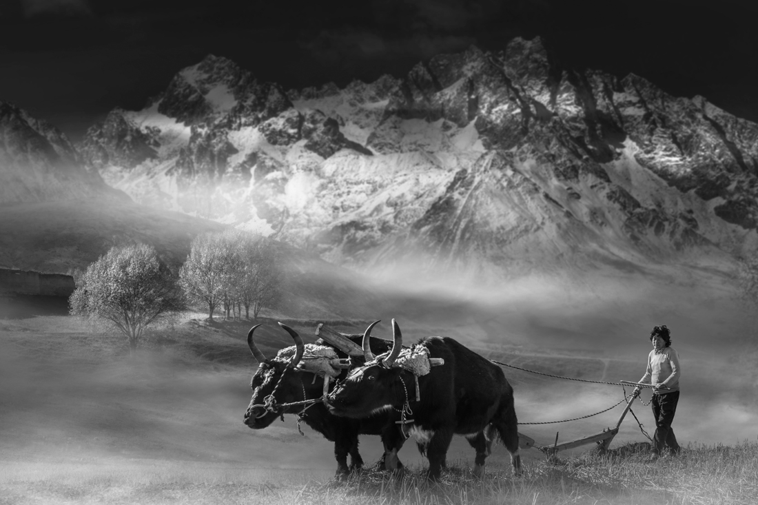 Morning ploughing