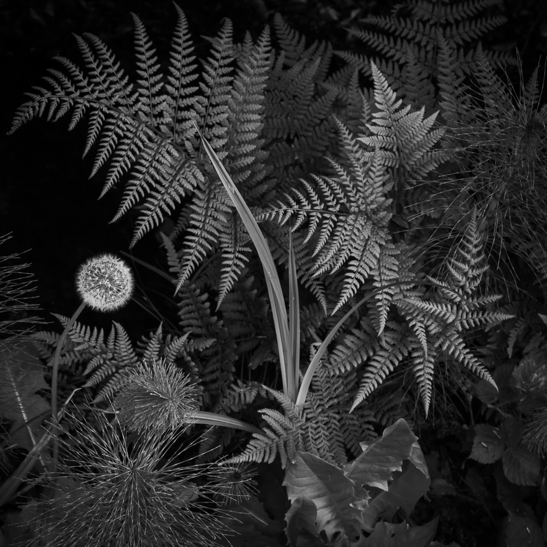 Fern and dandelion