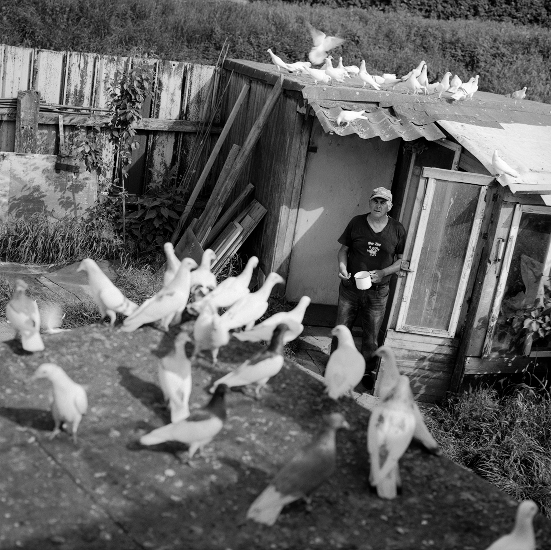 Pigeon Fanciers