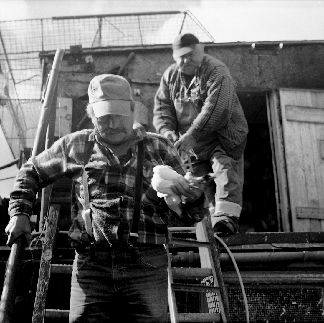 Pigeon Fanciers