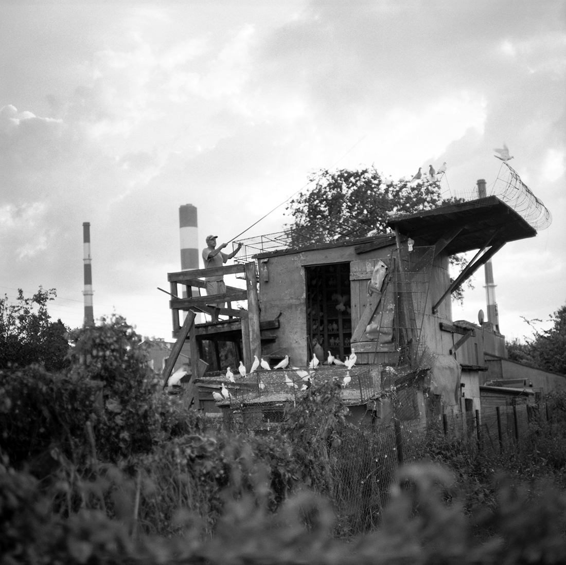 Pigeon Fanciers
