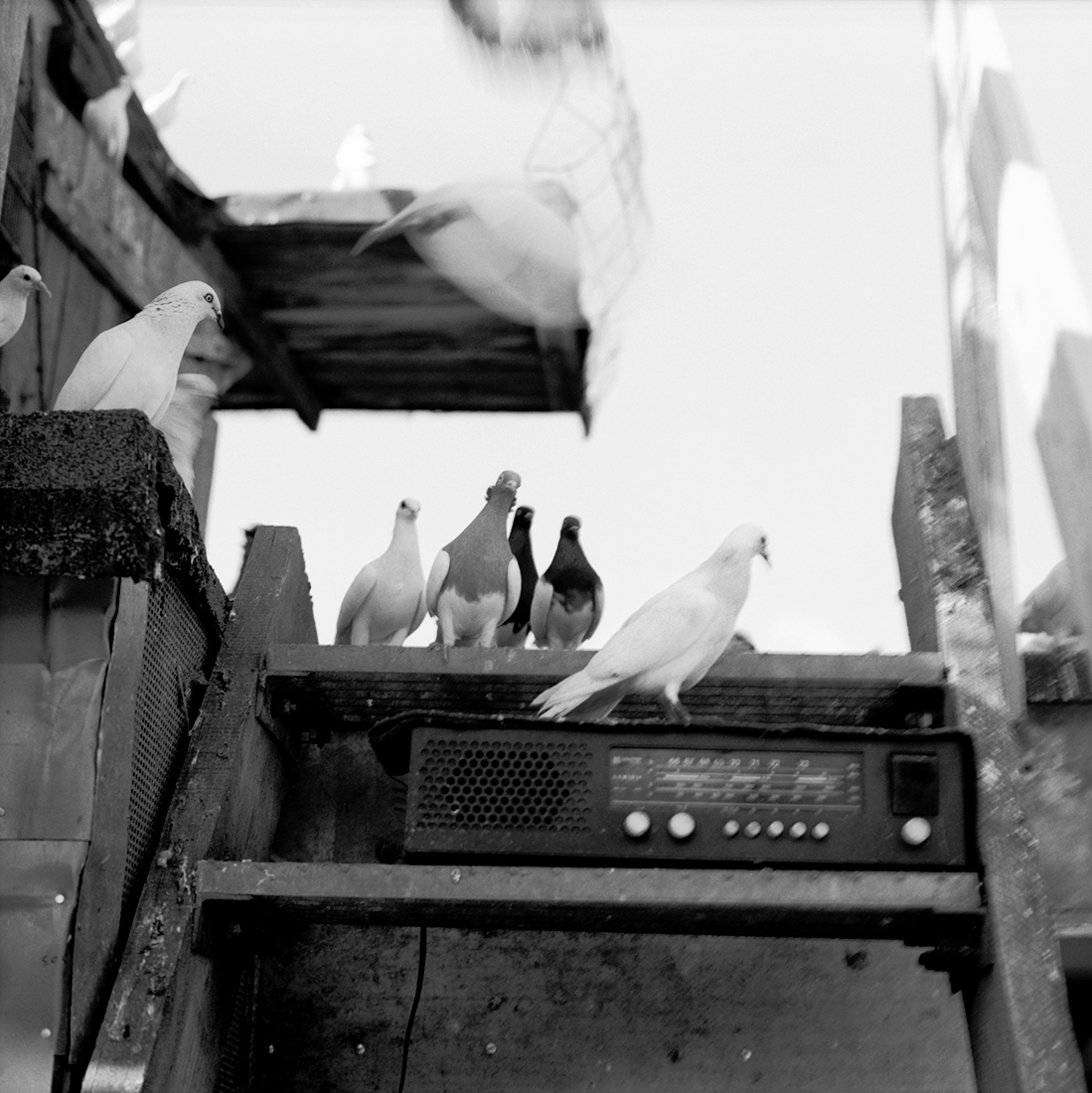 Pigeon Fanciers