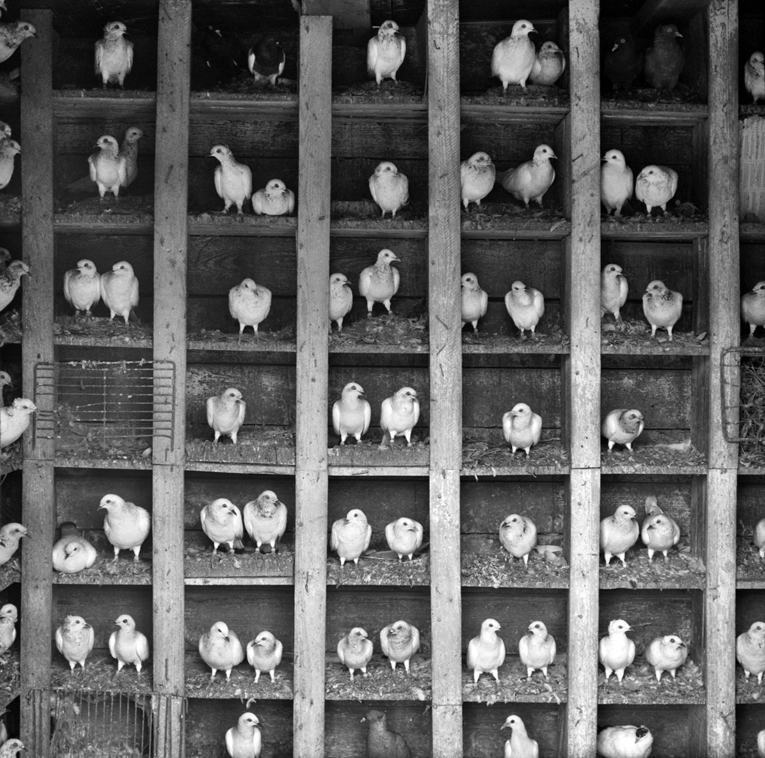 Pigeon Fanciers